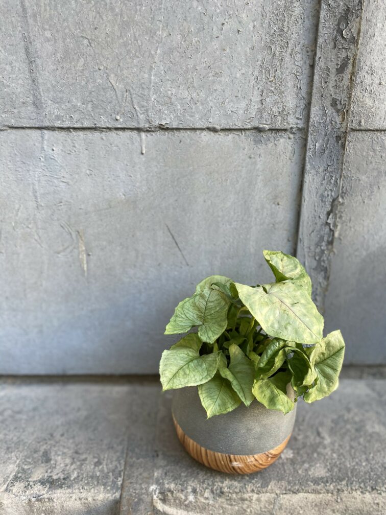 Zdjęcie rośliny Syngonium podophyllum Roxana, ujęcie 3