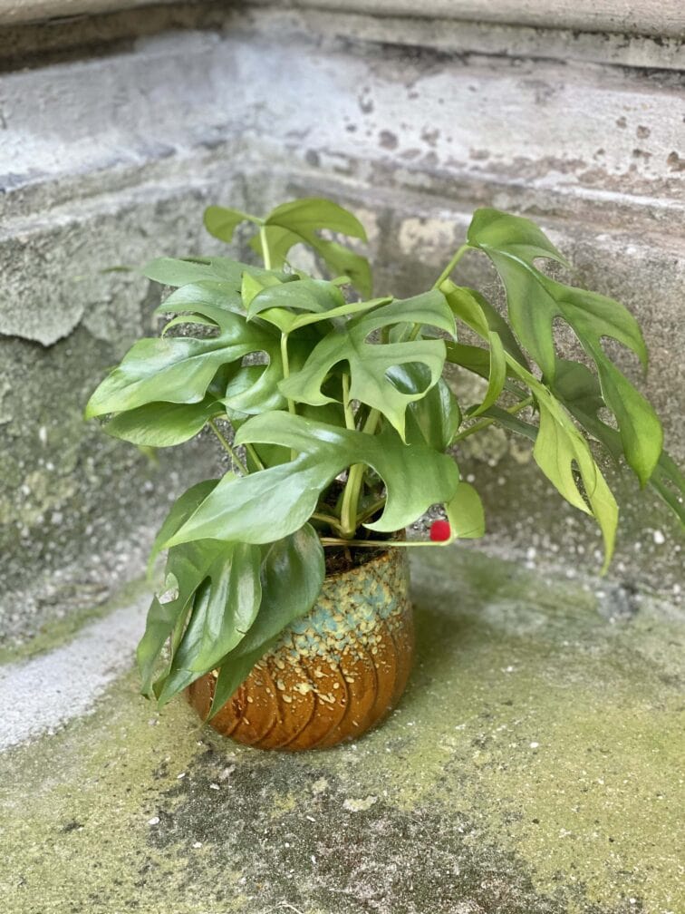 Zdjęcie rośliny Rhaphidophora Tetrasperma (Monstera Minima), ujęcie 1