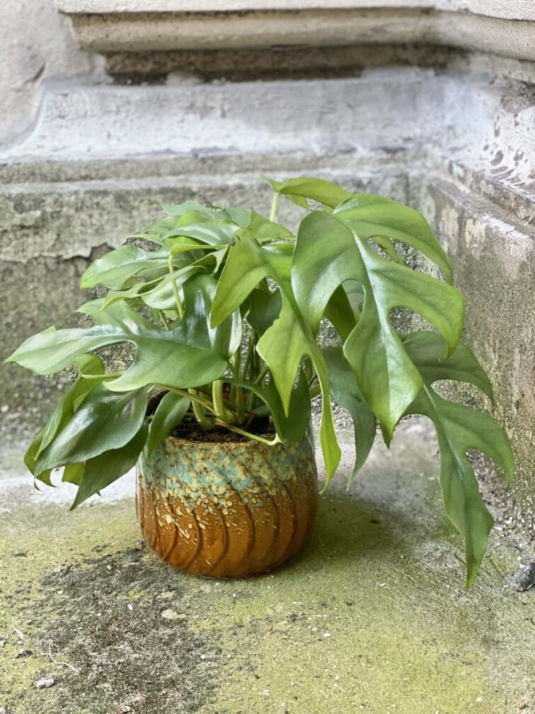 Zdjęcie rośliny Rhaphidophora Tetrasperma (Monstera Minima), ujęcie 2