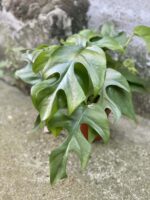 Zdjęcie rośliny Rhaphidophora Tetrasperma (Monstera Minima), ujęcie 3