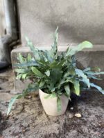 Zdjęcie rośliny Phlebodium aureum "Blue Star", ujęcie 1