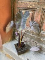 Zdjęcie rośliny Colocasia Kona Coffee, ujęcie 1