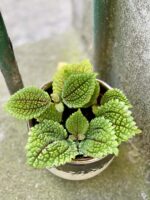 Zdjęcie rośliny Pilea crassifolia, ujęcie 1