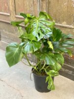 Zdjęcie rośliny Monstera Deliciosa, ujęcie 1