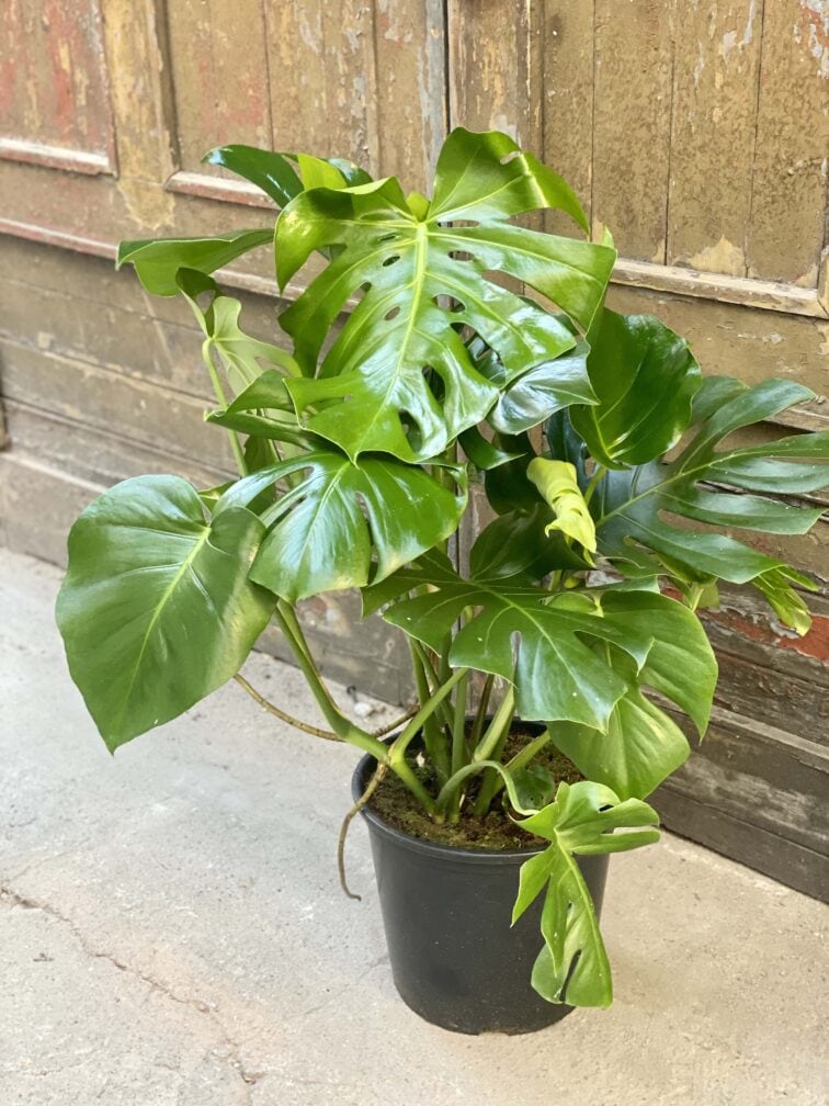 Zdjęcie rośliny Monstera Deliciosa, ujęcie 1