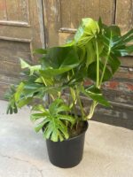 Zdjęcie rośliny Monstera Deliciosa, ujęcie 3