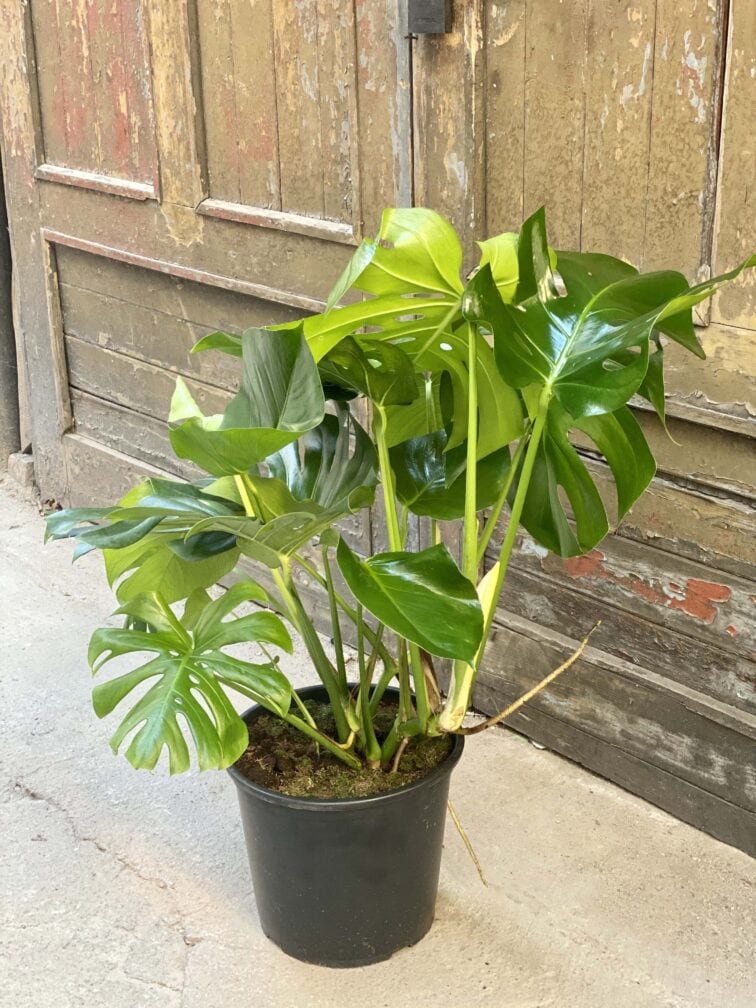 Zdjęcie rośliny Monstera Deliciosa, ujęcie 4