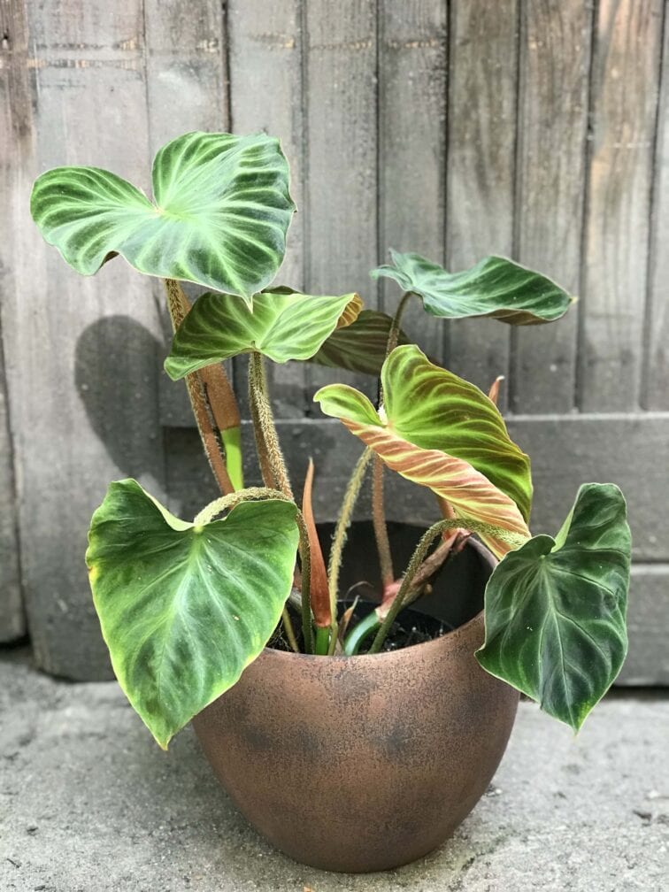 Zdjęcie doniczki lub oslonki: Oslonka Mosiądz 18x19 cm, ujęcie 3