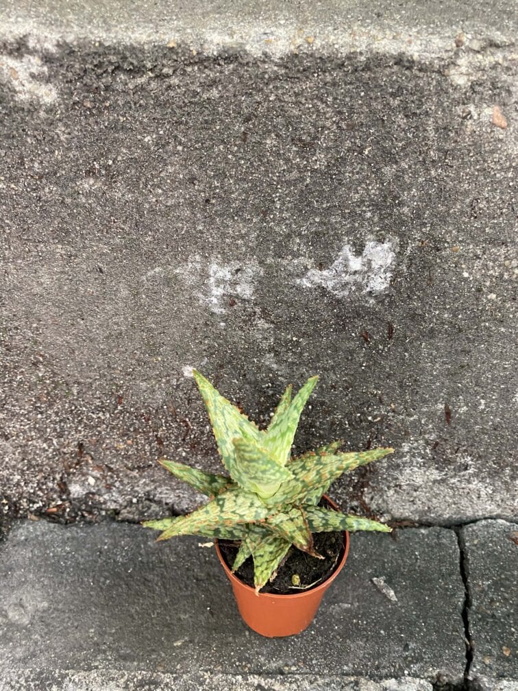 Zdjęcie rośliny Aloe variegata, ujęcie 1