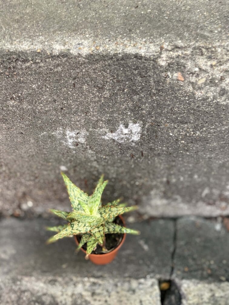 Zdjęcie rośliny Aloe variegata, ujęcie 2