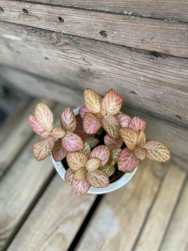 Zdjęcie rośliny Fittonia Pink, ujęcie 1