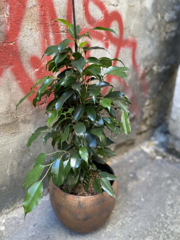 Zdjęcie rośliny Ficus Beniamina Danielle, ujęcie 1