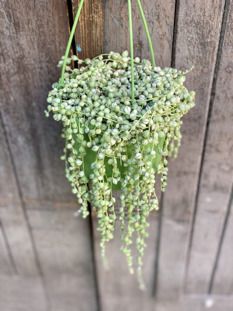 Senecio Rowleyanus "Variegata" - Jungle Boogie