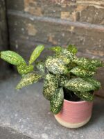 Zdjęcie doniczki lub oslonki: Osłonka Pink Spin 12x13 cm, ujęcie 2