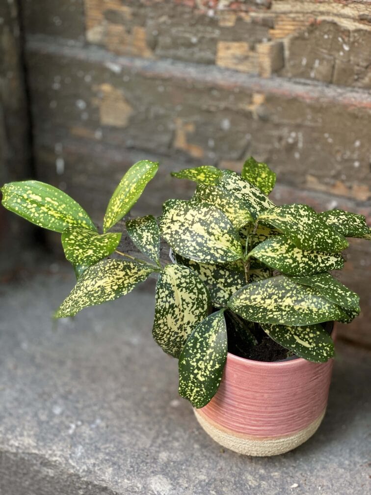 Zdjęcie doniczki lub oslonki: Osłonka Pink Spin 12x13 cm, ujęcie 2