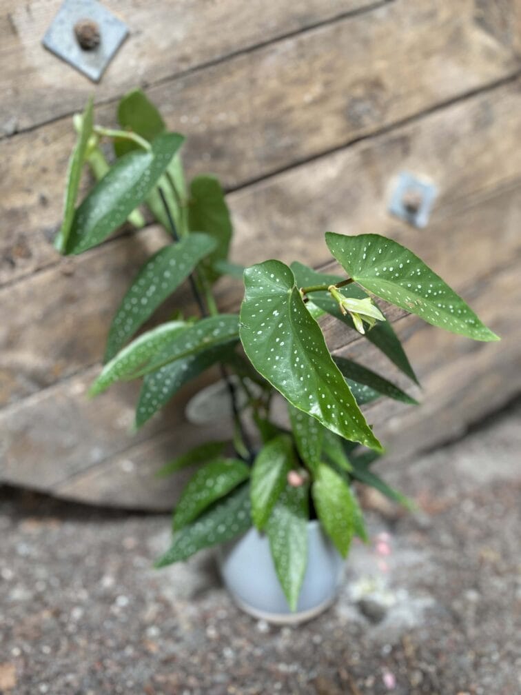 Zdjęcie rośliny Begonia albopicta, ujęcie 3