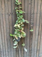 Zdjęcie rośliny Hoya carnosa albomarginata, ujęcie 1