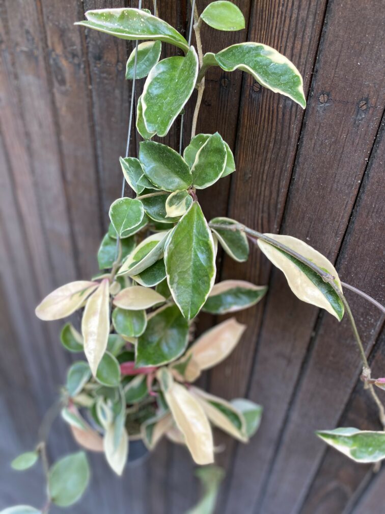 Zdjęcie rośliny Hoya carnosa albomarginata, ujęcie 2