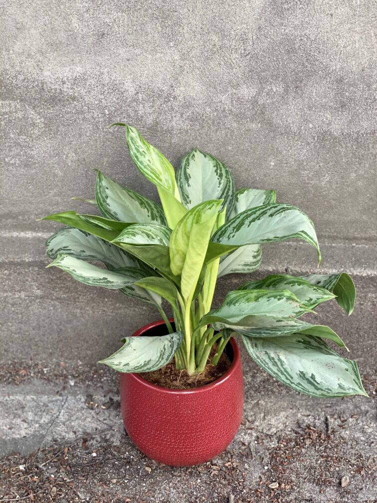 Zdjęcie doniczki lub oslonki: Osłonka Red Dragon 18x19 cm, ujęcie 2