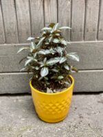 Zdjęcie doniczki lub oslonki: Osłonka Sunshine 14x14 cm, ujęcie 2