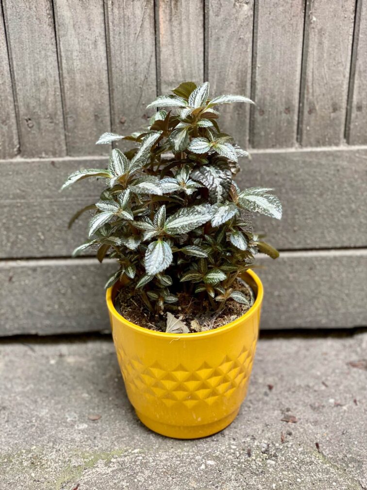 Zdjęcie doniczki lub oslonki: Osłonka Sunshine 14x14 cm, ujęcie 2