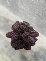 Zdjęcie rośliny Peperomia caperata Schumi Red, ujęcie 2