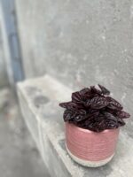 Zdjęcie rośliny Peperomia caperata Schumi Red, ujęcie 3