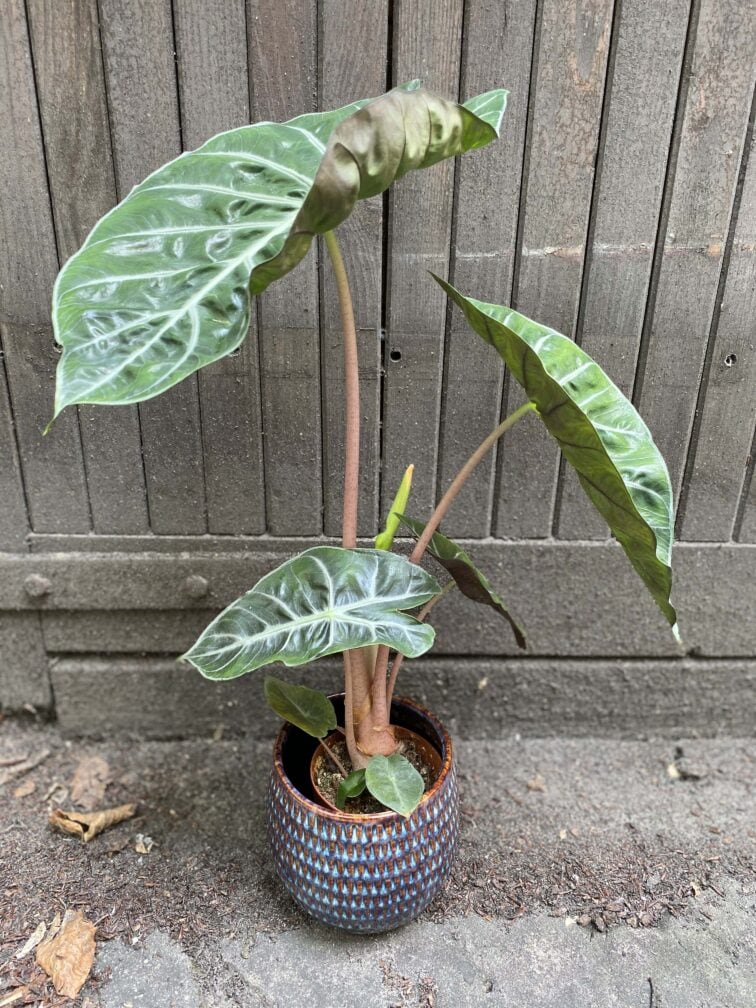 Zdjęcie rośliny Alocasia Pink Dragon, ujęcie 1
