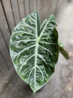 Zdjęcie rośliny Alocasia Pink Dragon, ujęcie 2