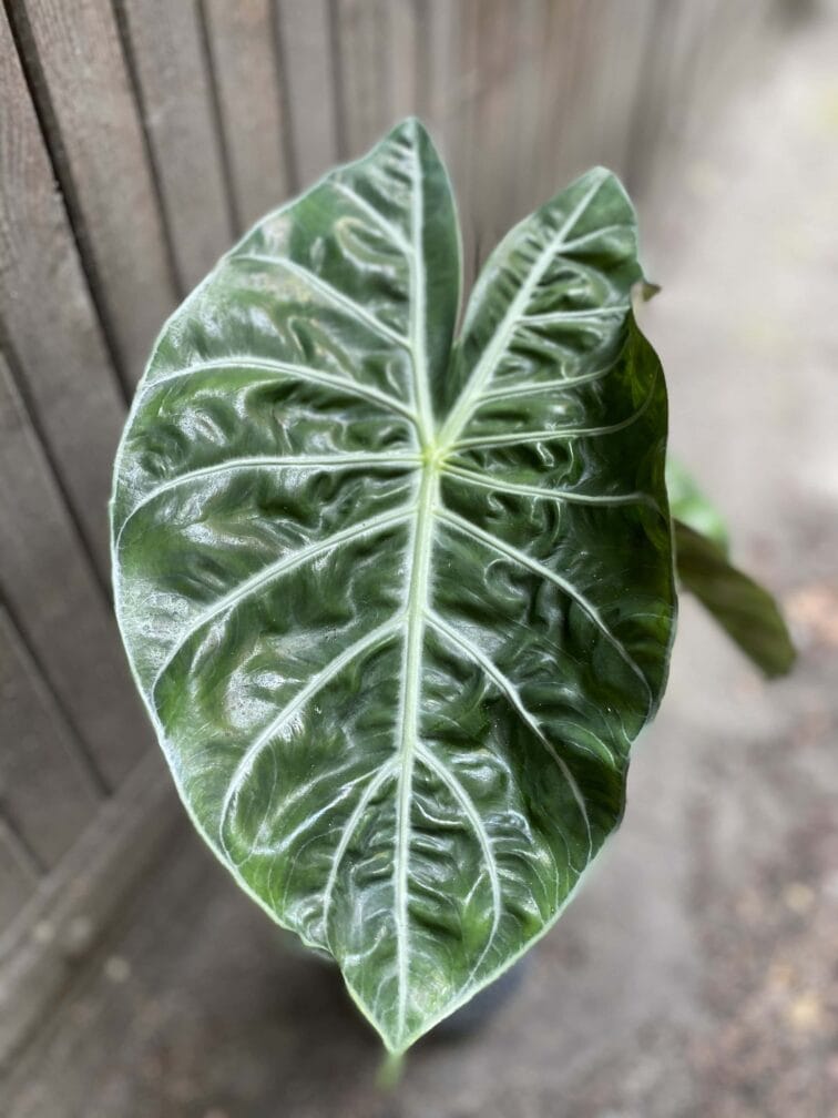Zdjęcie rośliny Alocasia Pink Dragon, ujęcie 2