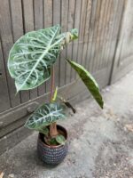 Zdjęcie rośliny Alocasia Pink Dragon, ujęcie 3