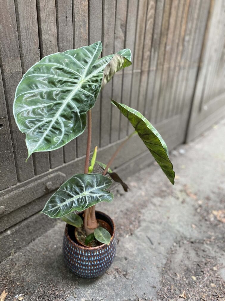 Zdjęcie rośliny Alocasia Pink Dragon, ujęcie 3