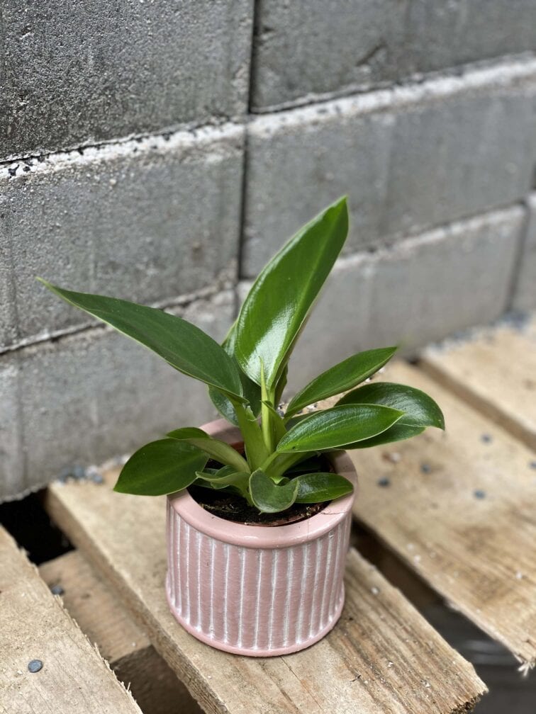 Zdjęcie rośliny Philodendron martianum, ujęcie 1