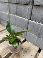 Zdjęcie rośliny Philodendron martianum, ujęcie 3