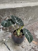 Zdjęcie rośliny Alocasia Black Velvet, ujęcie 1