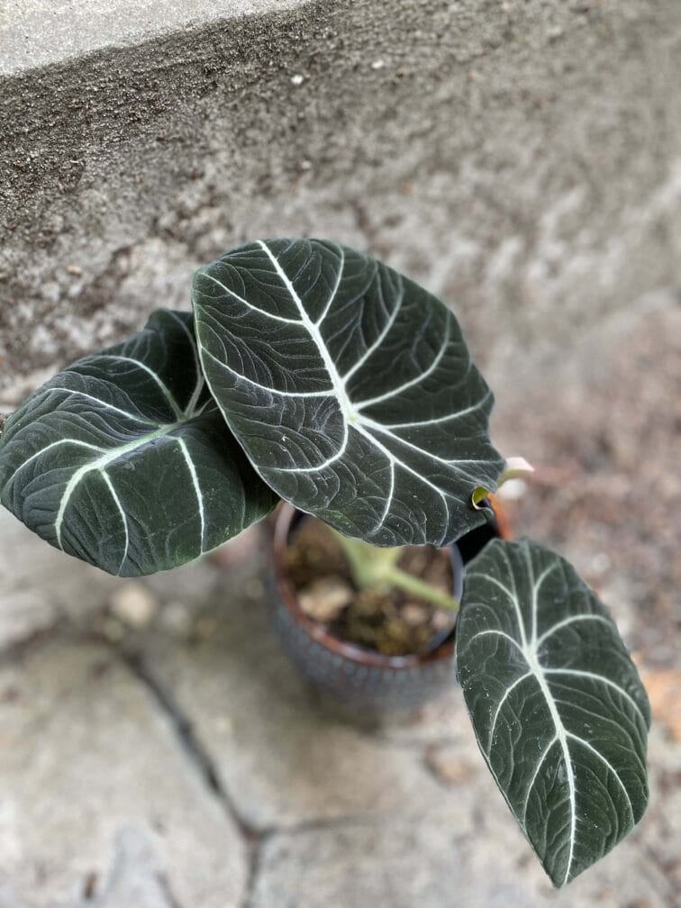 Zdjęcie rośliny Alocasia Black Velvet, ujęcie 2