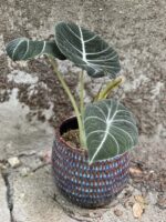 Zdjęcie rośliny Alocasia Black Velvet, ujęcie 3