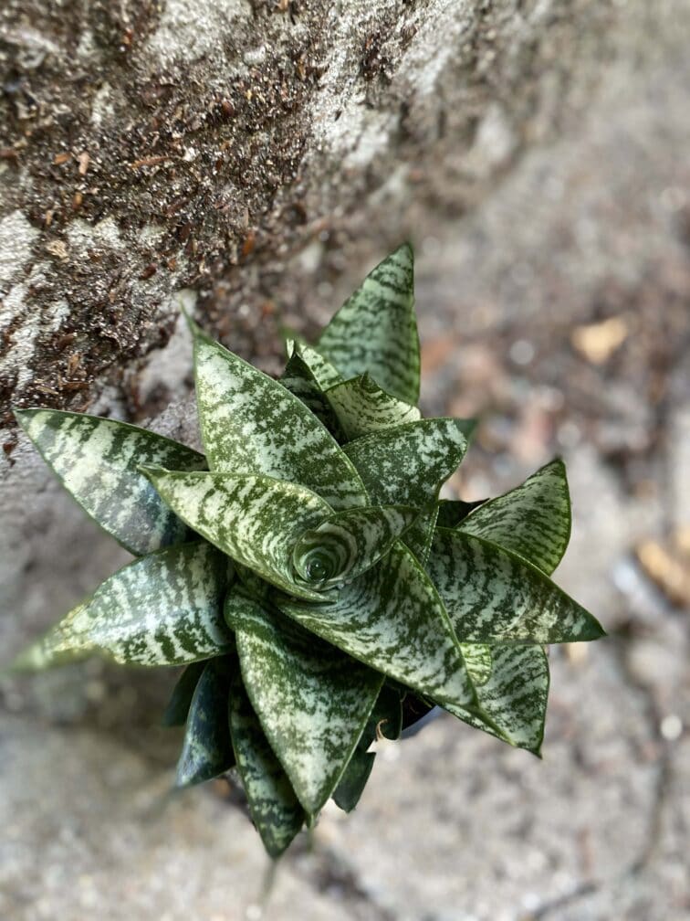 Zdjęcie rośliny Sansevieria Trifasciata Braid, ujęcie 2
