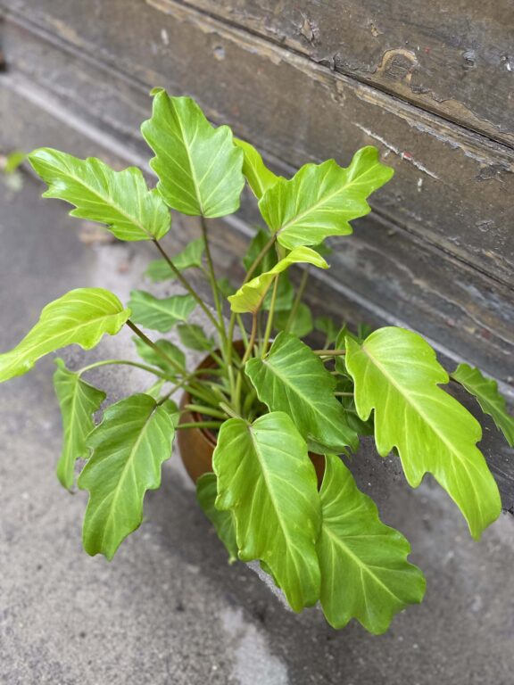 Philodendron Elegans - Jungle Boogie