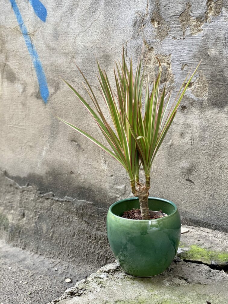 Zdjęcie doniczki lub oslonki: Pasikornik 12x12 cm, ujęcie 3