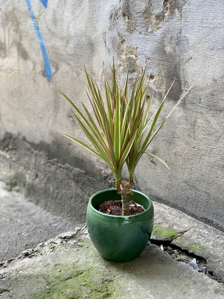 Zdjęcie rośliny Dracaena marginata bicolor (Dracena), ujęcie 1