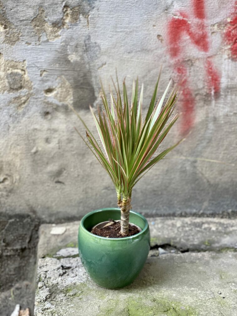 Zdjęcie rośliny Dracaena marginata bicolor (Dracena), ujęcie 2