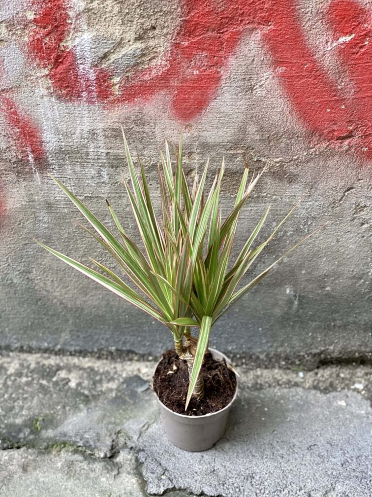 Zdjęcie rośliny Dracaena marginata bicolor (Dracena), ujęcie 3