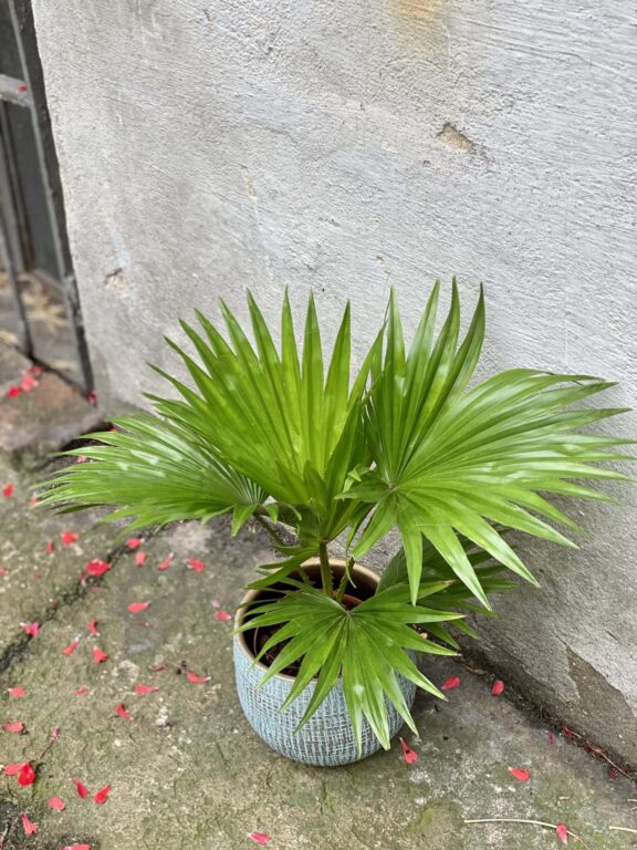 Zdjęcie rośliny Livistona rotundifolia, ujęcie 1