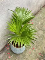 Zdjęcie rośliny Livistona rotundifolia, ujęcie 2