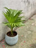 Zdjęcie rośliny Livistona rotundifolia, ujęcie 3