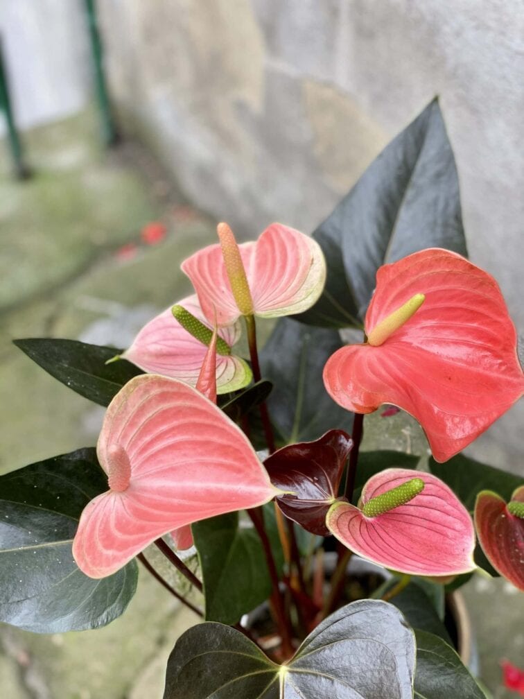 Zdjęcie rośliny Anthurium Rainbow, ujęcie 1