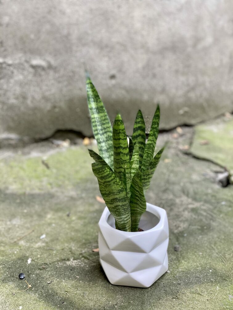 Zdjęcie doniczki lub oslonki: Czasoprzestrzeń 9x10 cm, ujęcie 2