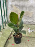 Zdjęcie rośliny Ficus elastica Robusta, ujęcie 3