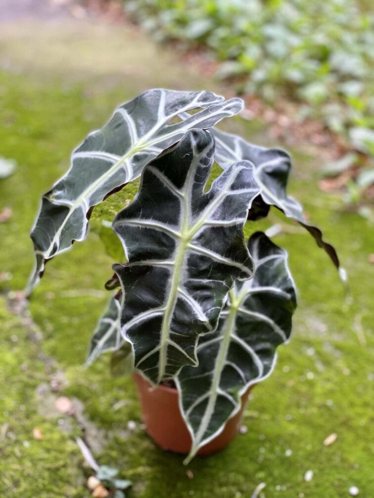 Zdjęcie rośliny Alocasia Polly, ujęcie 1